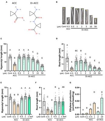 A 1-aminocyclopropane-1-carboxylic-acid (ACC) dipeptide elicits ethylene responses through ACC-oxidase mediated substrate promiscuity